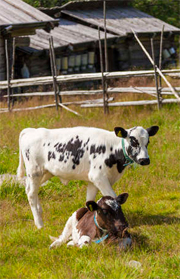 Nötdjur vid fäbod[Fotoakuten.se]