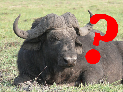 Vattenbuffel