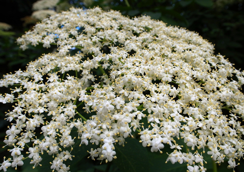 Fläderblommor