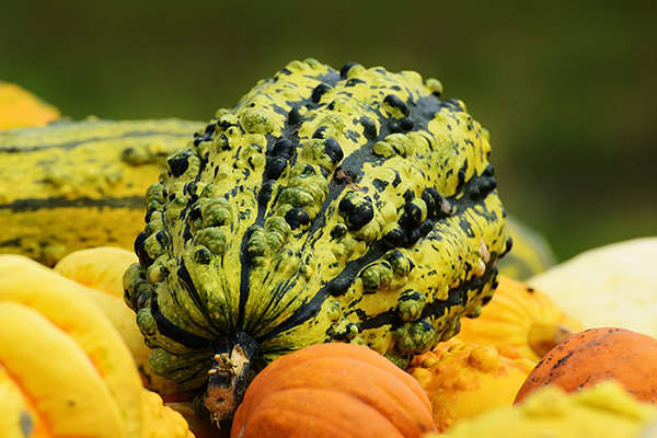 Pumpa[CC0]