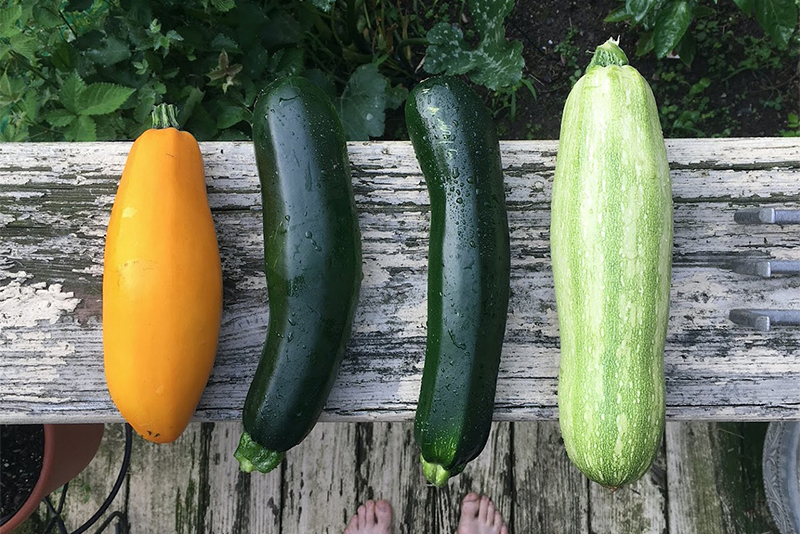 Zucchini [CC0]