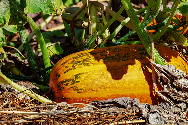 Pumpa [CC0]